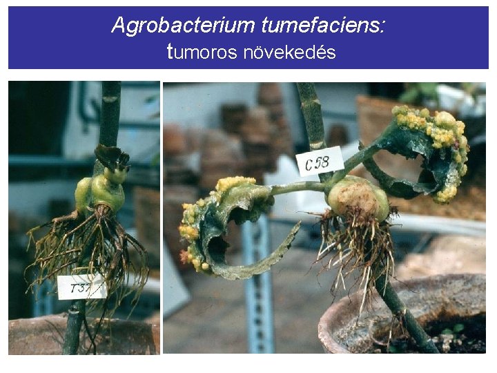 Agrobacterium tumefaciens: tumoros növekedés 