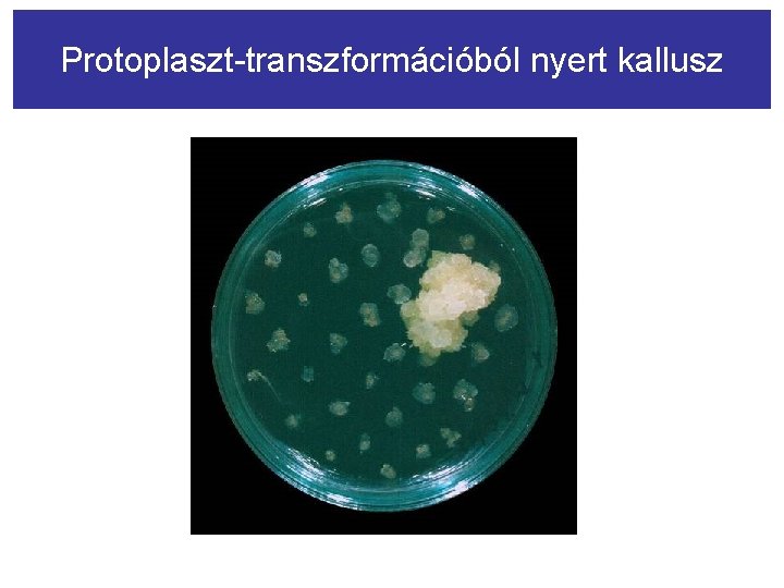 Protoplaszt-transzformációból nyert kallusz 