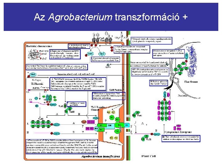 Az Agrobacterium transzformáció + 