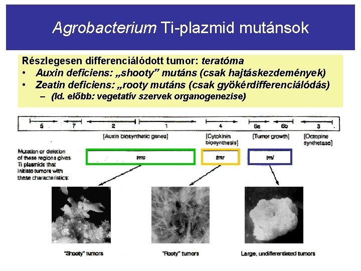 Agrobacterium Ti-plazmid mutánsok Részlegesen differenciálódott tumor: teratóma • Auxin deficiens: „shooty” mutáns (csak hajtáskezdemények)