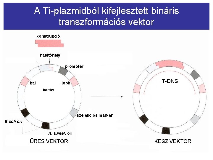 A Ti-plazmidból kifejlesztett bináris transzformációs vektor konstrukció hasítóhely promóter bal T-DNS jobb border szelekciós