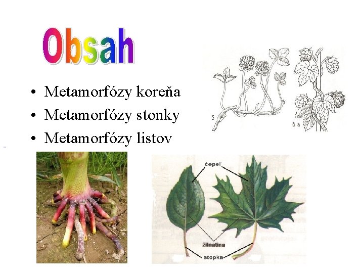  • Metamorfózy koreňa • Metamorfózy stonky • Metamorfózy listov 