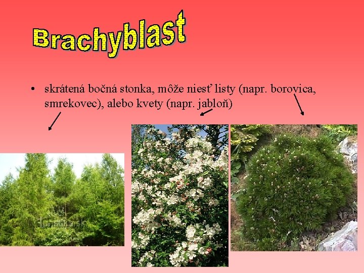 • skrátená bočná stonka, môže niesť listy (napr. borovica, smrekovec), alebo kvety (napr.