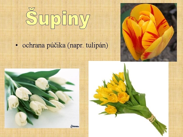  • ochrana púčika (napr. tulipán) 