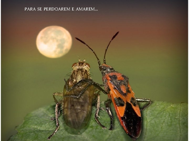 PARA SE PERDOAREM E AMAREM. . . 