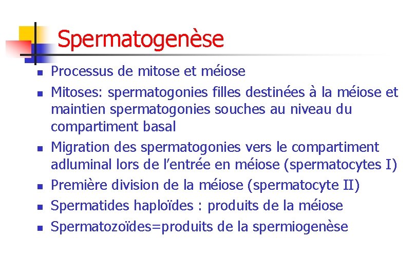 Spermatogenèse n n n Processus de mitose et méiose Mitoses: spermatogonies filles destinées à