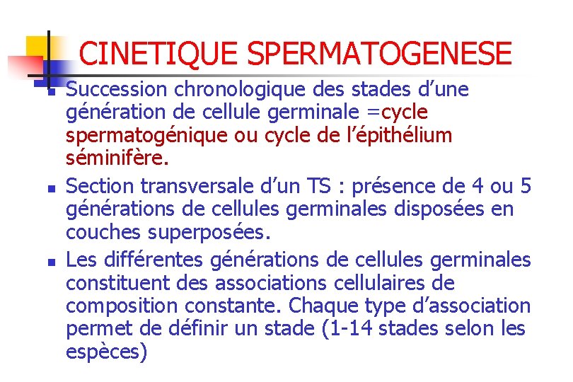 CINETIQUE SPERMATOGENESE n n n Succession chronologique des stades d’une génération de cellule germinale