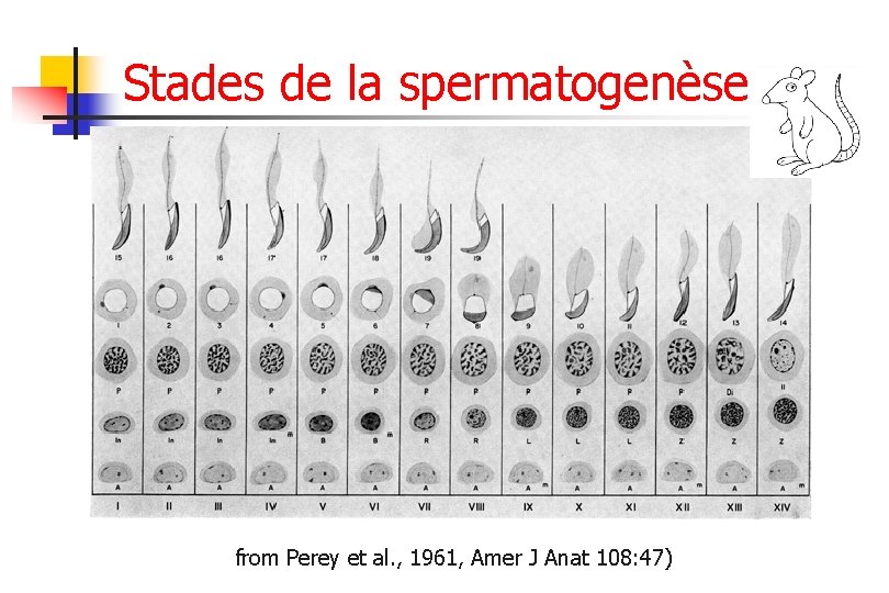 Stades de la spermatogenèse from Perey et al. , 1961, Amer J Anat 108: