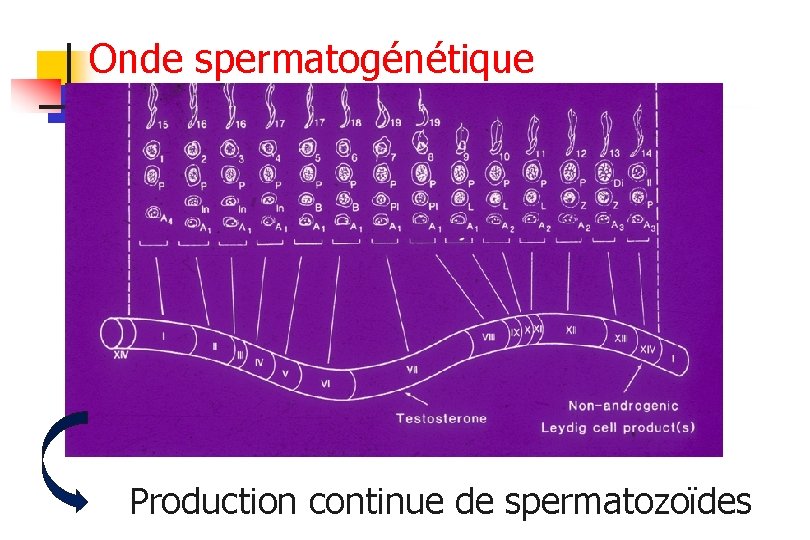 Onde spermatogénétique Production continue de spermatozoïdes 