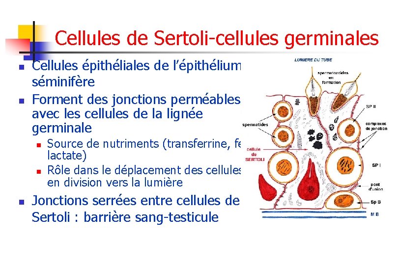 Cellules de Sertoli-cellules germinales n n Cellules épithéliales de l’épithélium séminifère Forment des jonctions