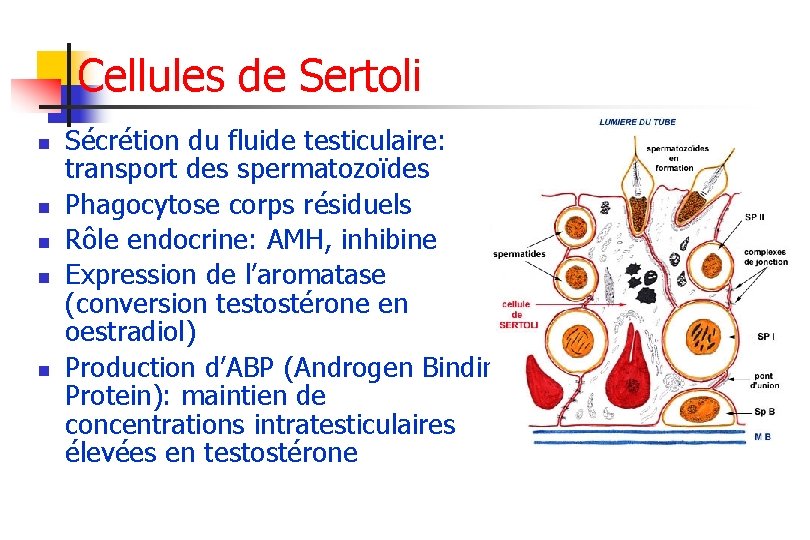 Cellules de Sertoli n n n Sécrétion du fluide testiculaire: transport des spermatozoïdes Phagocytose