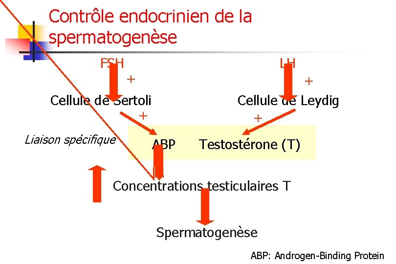 Contrôle endocrinien de la spermatogenèse FSH LH + + Cellule de Leydig + Cellule