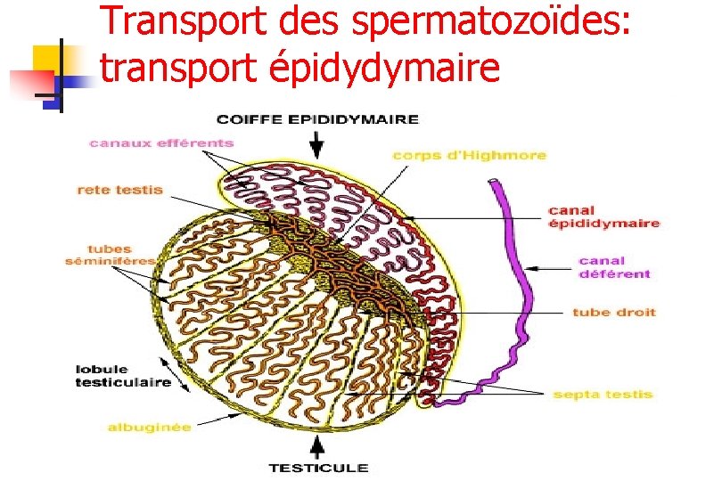 Transport des spermatozoïdes: transport épidydymaire 