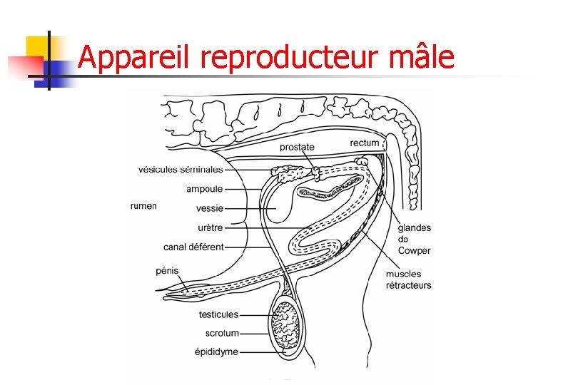 Appareil reproducteur mâle 