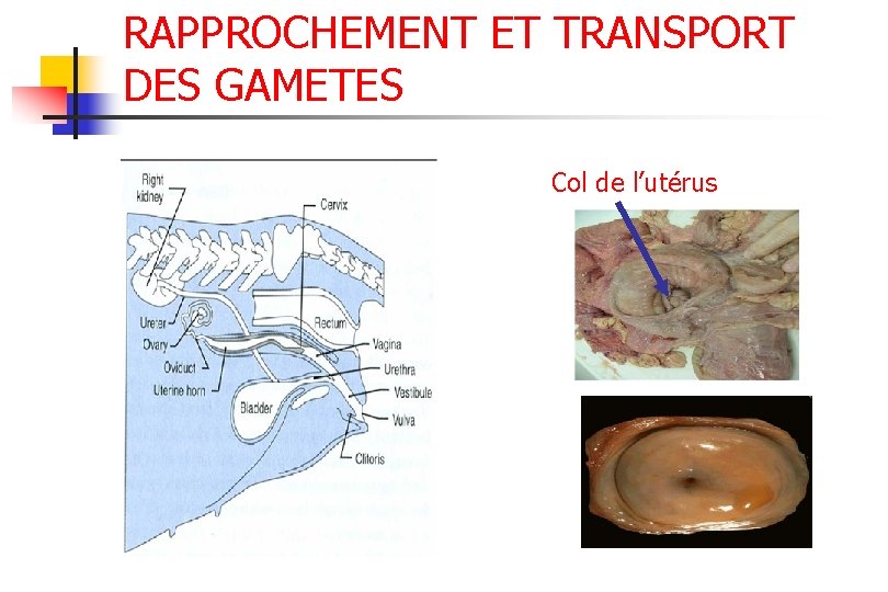 RAPPROCHEMENT ET TRANSPORT DES GAMETES Col de l’utérus 