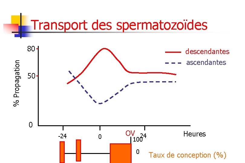 Transport des spermatozoïdes % Propagation 80 descendantes ascendantes 50 0 -24 0 OV 24