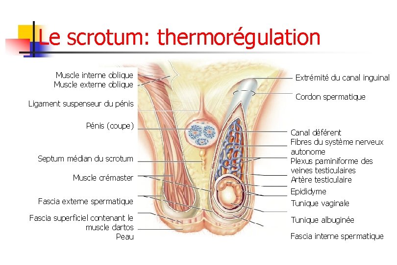 Le scrotum: thermorégulation Muscle interne oblique Muscle externe oblique Ligament suspenseur du pénis Pénis