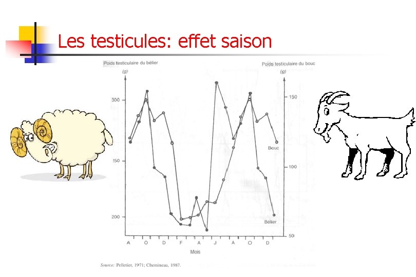 Les testicules: effet saison 