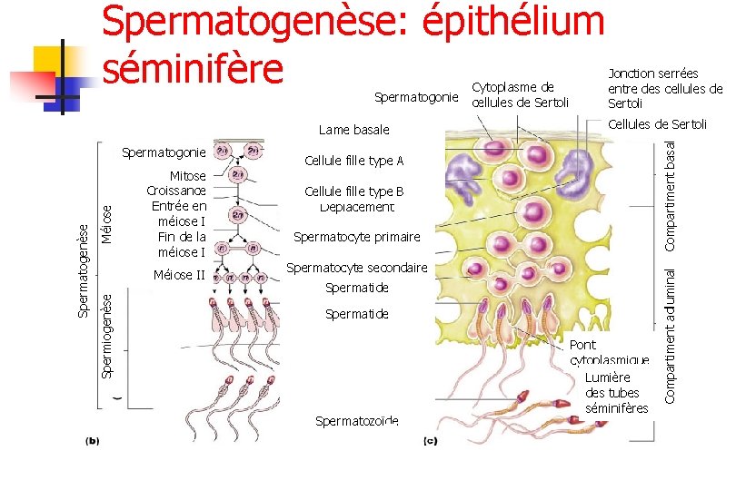 Spermatogenèse: épithélium séminifère Méiose Mitose Croissance Entrée en méiose I Fin de la méiose