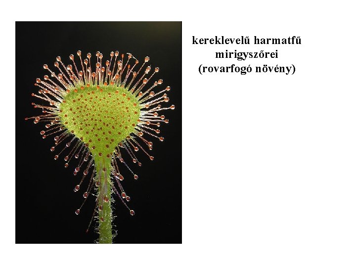kereklevelű harmatfű mirigyszőrei (rovarfogó növény) 