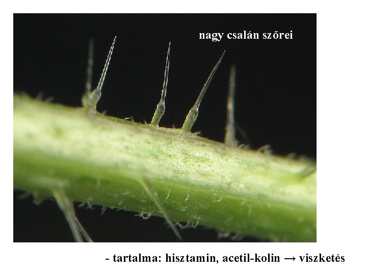 nagy csalán szőrei - tartalma: hisztamin, acetil-kolin → viszketés 