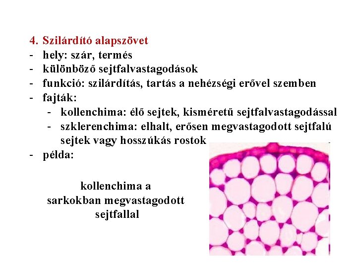 4. - Szilárdító alapszövet hely: szár, termés különböző sejtfalvastagodások funkció: szilárdítás, tartás a nehézségi