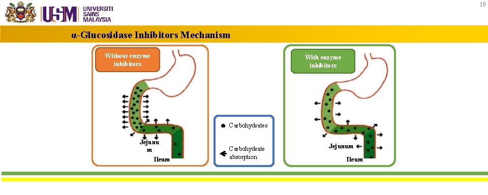 19 α-Glucosidase Inhibitors Mechanism Without enzyme inhibitors With enzyme inhibitors Carbohydrates Jejunu m Ileum