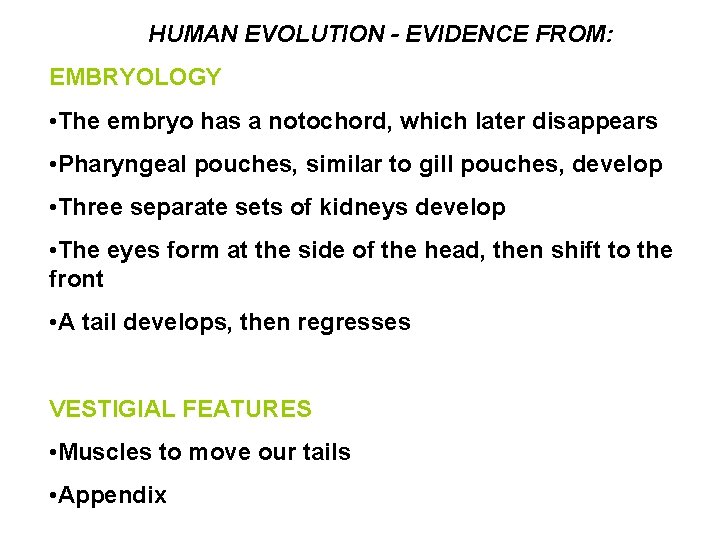 HUMAN EVOLUTION - EVIDENCE FROM: EMBRYOLOGY • The embryo has a notochord, which later