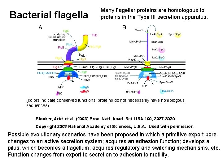 Bacterial flagella Many flagellar proteins are homologous to proteins in the Type III secretion