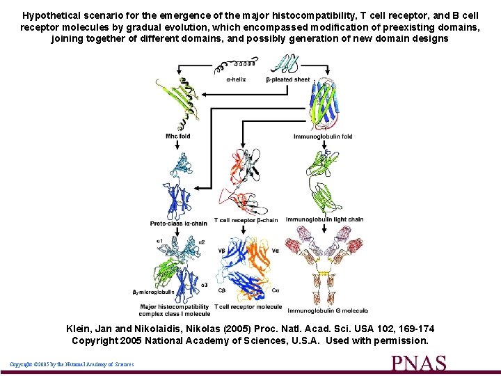 Hypothetical scenario for the emergence of the major histocompatibility, T cell receptor, and B