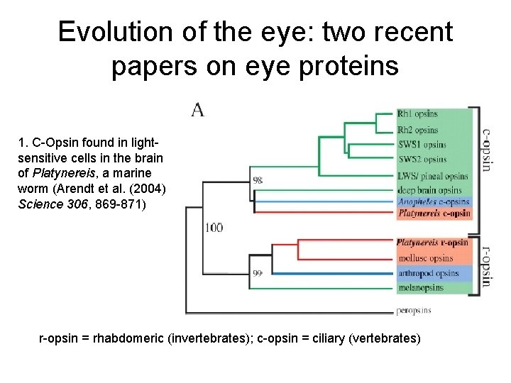Evolution of the eye: two recent papers on eye proteins 1. C-Opsin found in