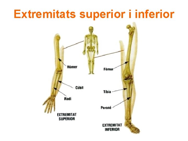 Extremitats superior i inferior 