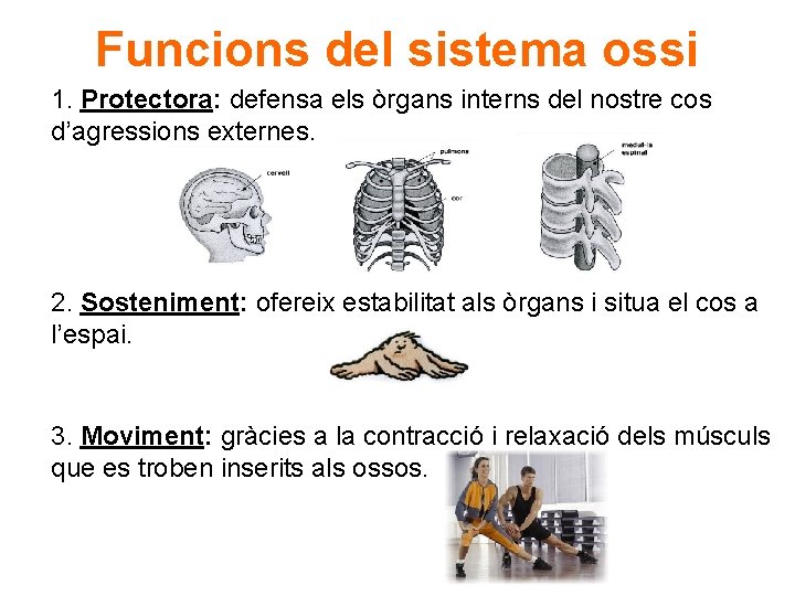 Funcions del sistema ossi 1. Protectora: defensa els òrgans interns del nostre cos d’agressions