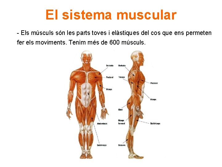 El sistema muscular - Els músculs són les parts toves i elàstiques del cos