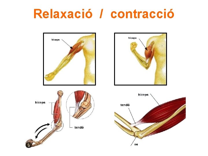 Relaxació / contracció 