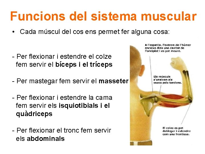 Funcions del sistema muscular • Cada múscul del cos ens permet fer alguna cosa: