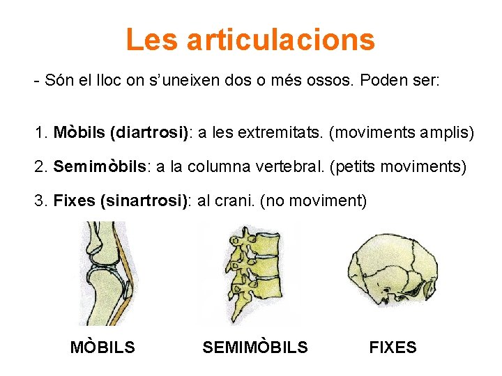 Les articulacions - Són el lloc on s’uneixen dos o més ossos. Poden ser: