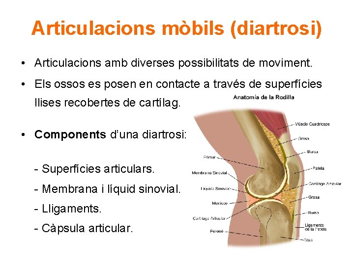 Articulacions mòbils (diartrosi) • Articulacions amb diverses possibilitats de moviment. • Els ossos es