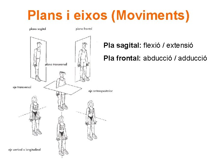 Plans i eixos (Moviments) Pla sagital: flexió / extensió Pla frontal: abducció / adducció