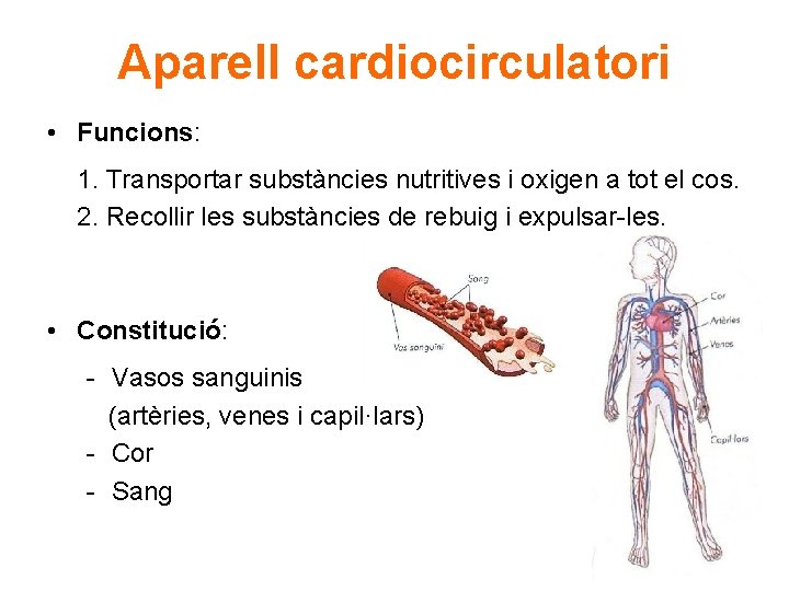 Aparell cardiocirculatori • Funcions: 1. Transportar substàncies nutritives i oxigen a tot el cos.