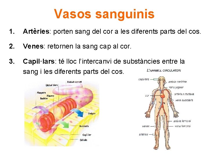 Vasos sanguinis 1. Artèries: porten sang del cor a les diferents parts del cos.