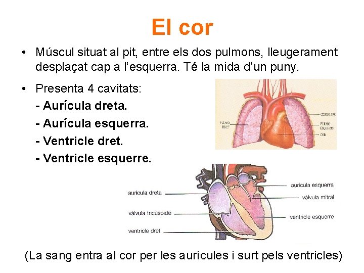 El cor • Múscul situat al pit, entre els dos pulmons, lleugerament desplaçat cap