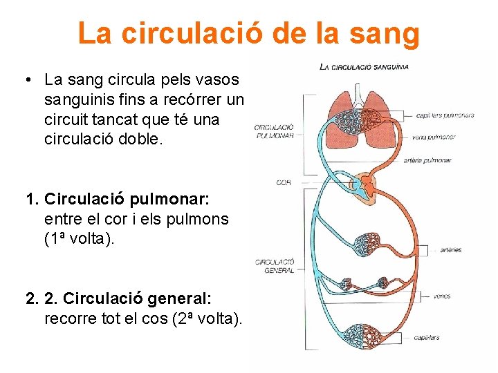 La circulació de la sang • La sang circula pels vasos sanguinis fins a