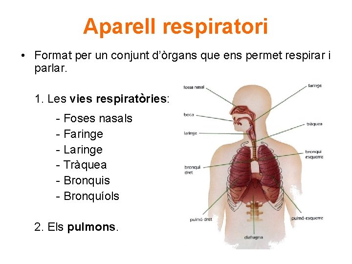 Aparell respiratori • Format per un conjunt d’òrgans que ens permet respirar i parlar.