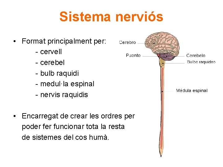 Sistema nerviós • Format principalment per: - cervell - cerebel - bulb raquidi -