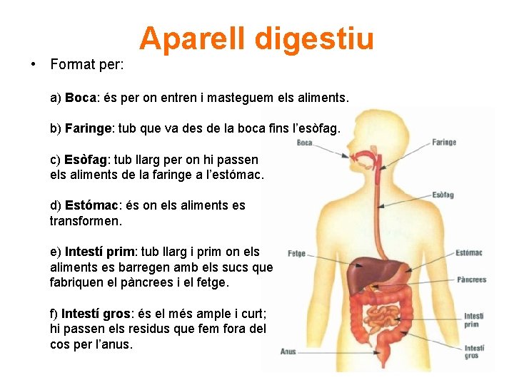 Aparell digestiu • Format per: a) Boca: és per on entren i masteguem els