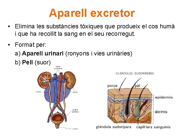 Aparell excretor • Elimina les substàncies tòxiques que produeix el cos humà i que