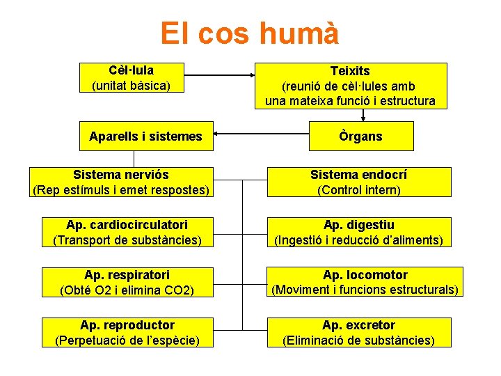 El cos humà Cèl·lula (unitat bàsica) Aparells i sistemes Sistema nerviós (Rep estímuls i