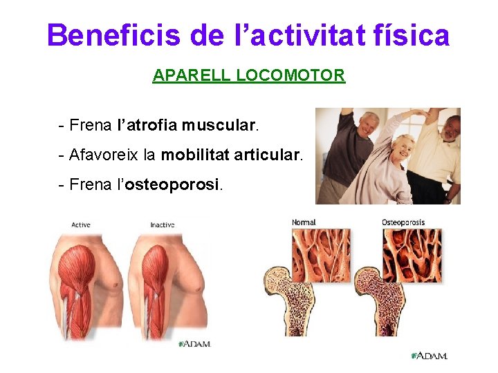 Beneficis de l’activitat física APARELL LOCOMOTOR - Frena l’atrofia muscular. - Afavoreix la mobilitat