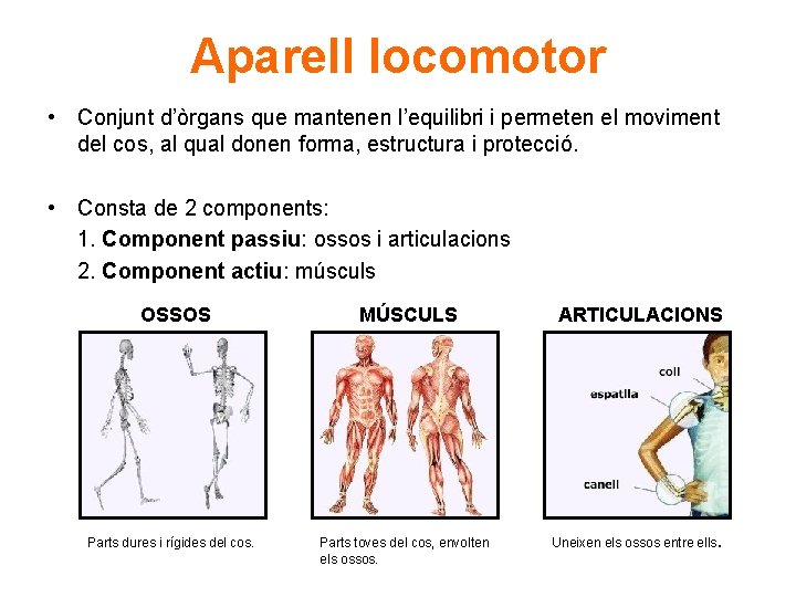 Aparell locomotor • Conjunt d’òrgans que mantenen l’equilibri i permeten el moviment del cos,